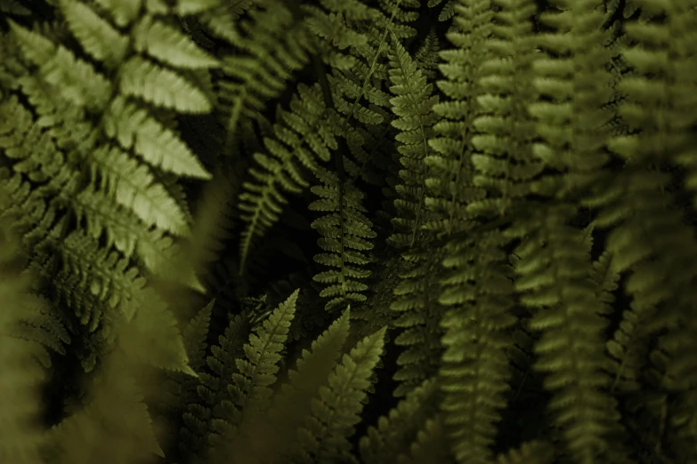 fern leaves, close up of foliage, blurred with green background
