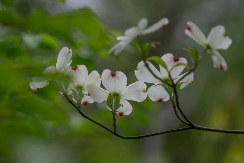 some pretty white flowers with green leaves