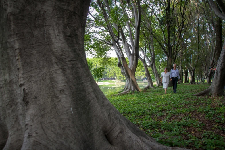 two people walking through the woods near trees