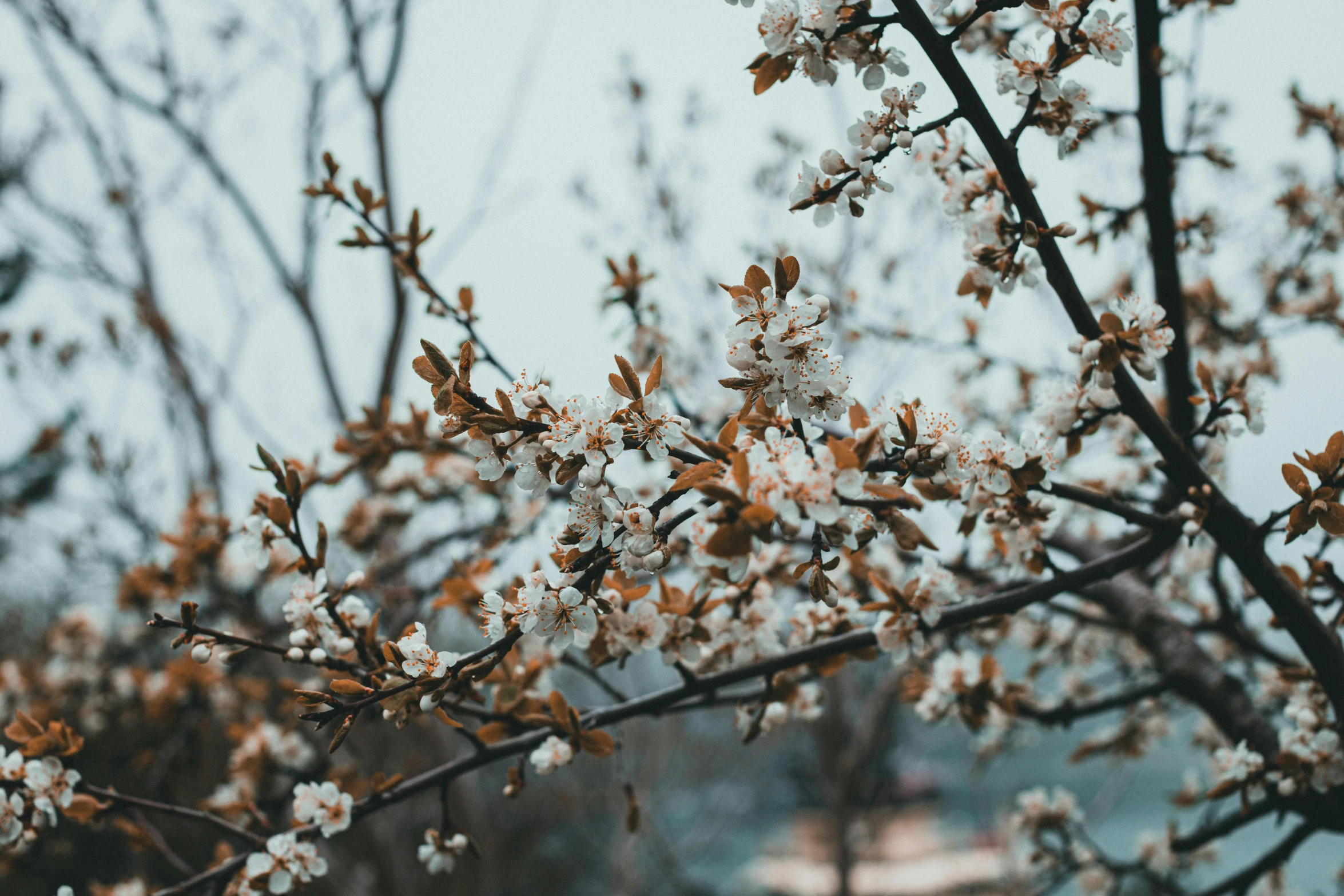 flowering trees are in the foreground and against the background, there is a building in the background