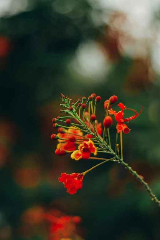 a close up of flowers that are on a tree