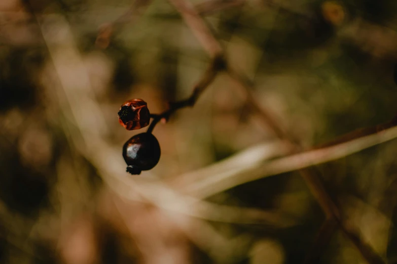 a couple of buds hanging from a tree