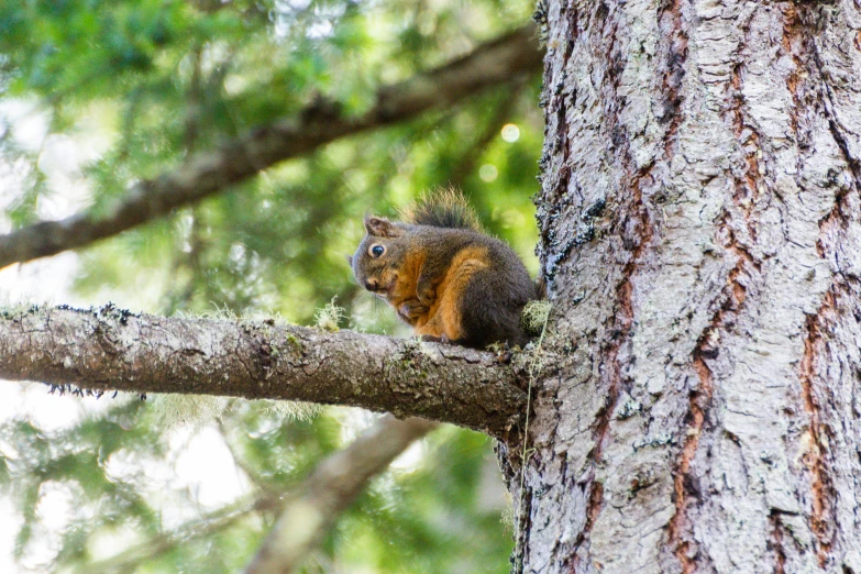 a squirrel sitting on top of a tree nch