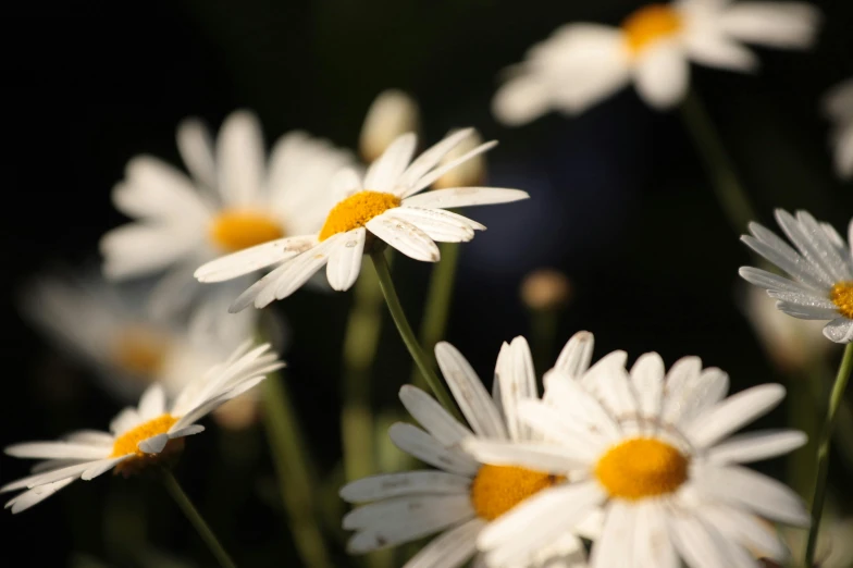 a bunch of daisies growing outside on the grass