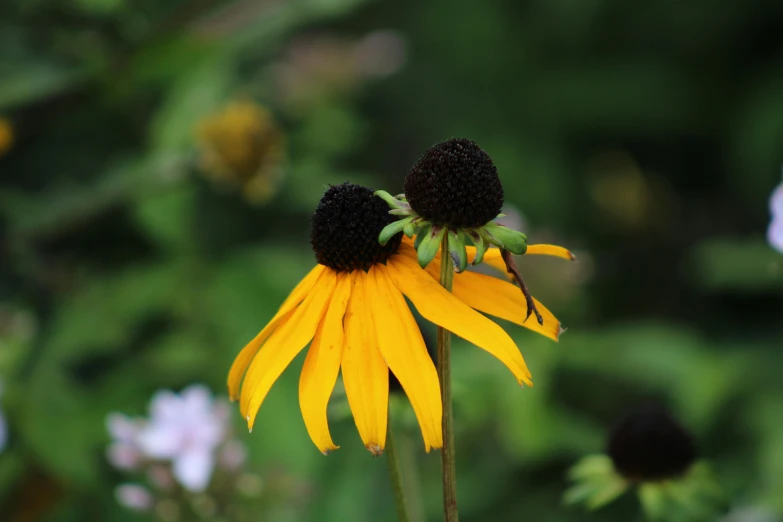 a flower that is yellow and has black petals