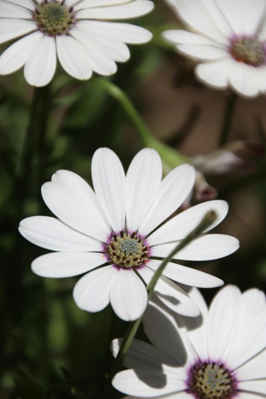 closeup po of several daisies in bloom