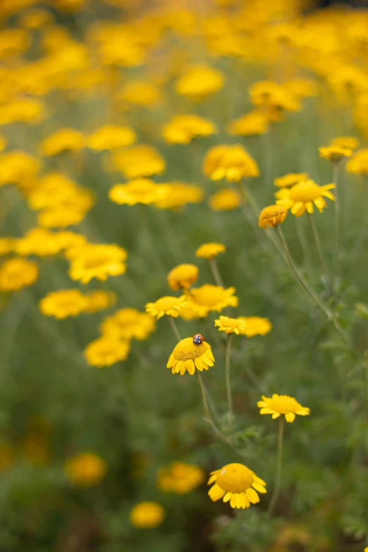 a number of small yellow flowers in a field