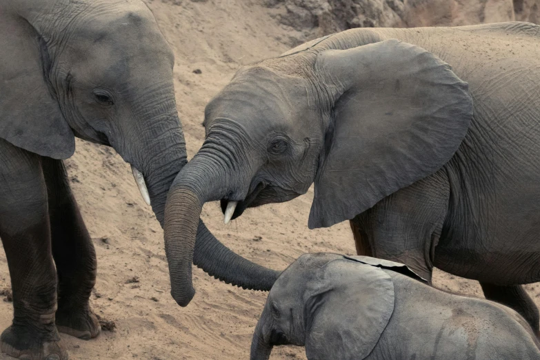 a group of elephants standing next to each other on a dirt field