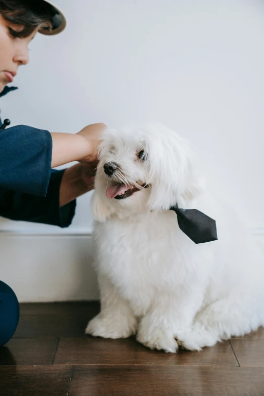 a person in blue shirt petting a white dog