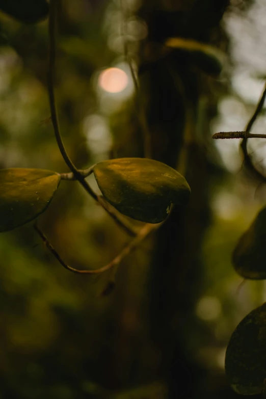 a nch of some sort in a tree with a blurry background