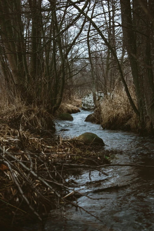 a stream running through a forested, rocky area