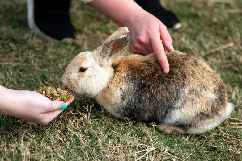 a person feeding a rabbit some seed