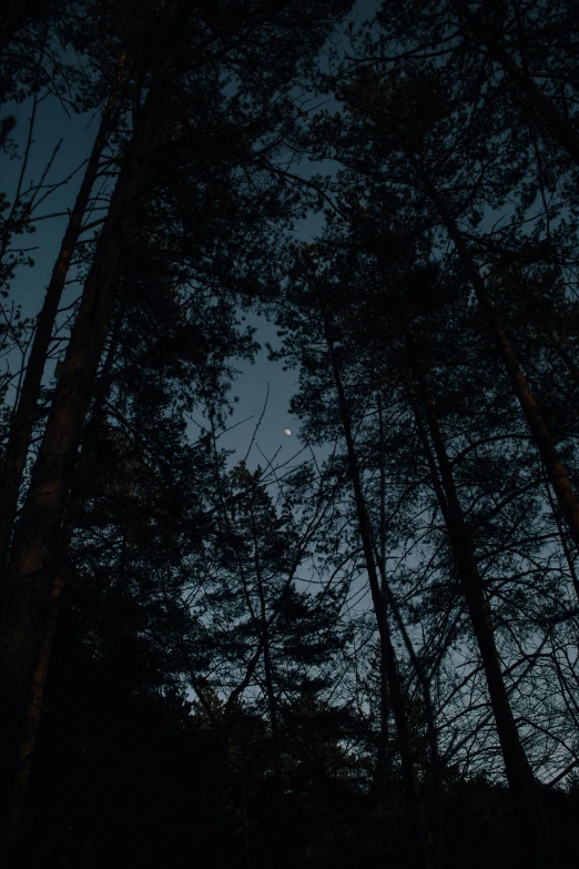 the night sky, with a forest in the foreground