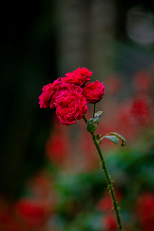 a large red rose sitting in front of some bright colored flowers