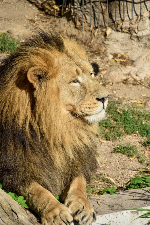 a lion is sitting on a log and relaxing