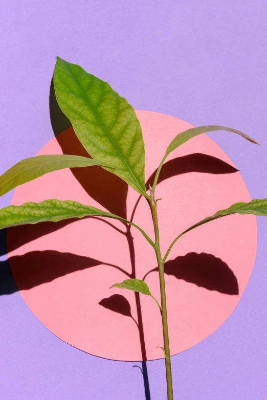 a sprig of green leaves sits on a pink and purple disc