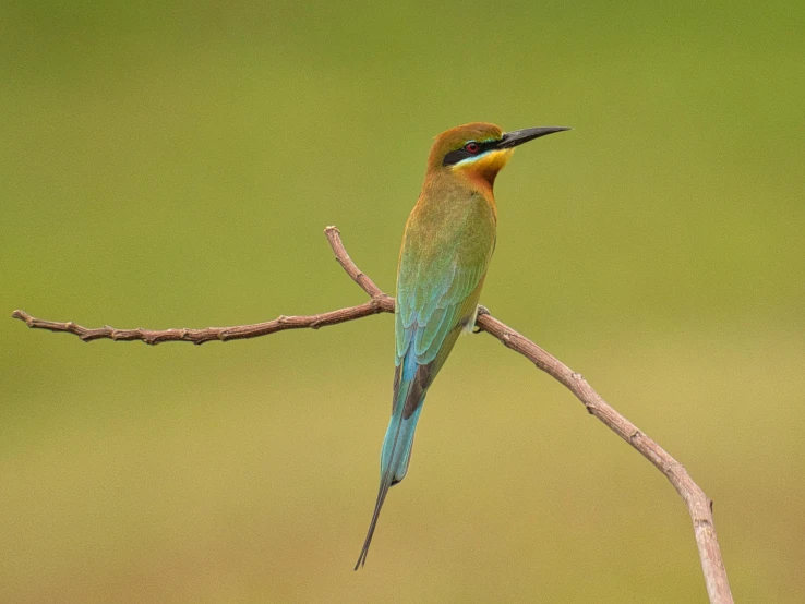 a bird perched on the tip of a thin tree nch