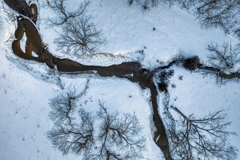 looking down at trees and nches from above