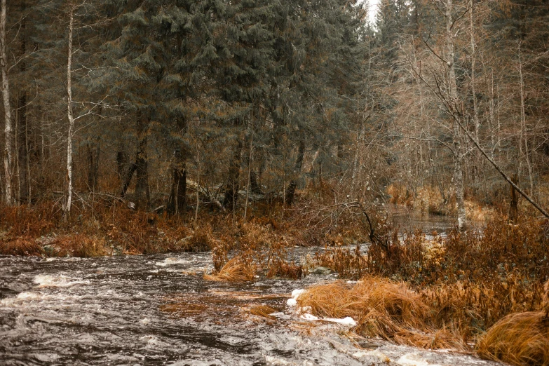 the trees stand tall as a stream runs through them