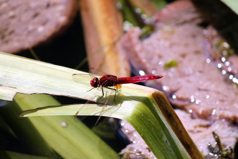 a small red bug sits on top of some leaves