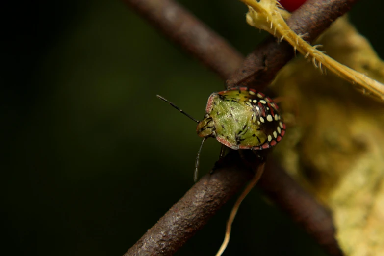 a large green bug is sitting on a twig