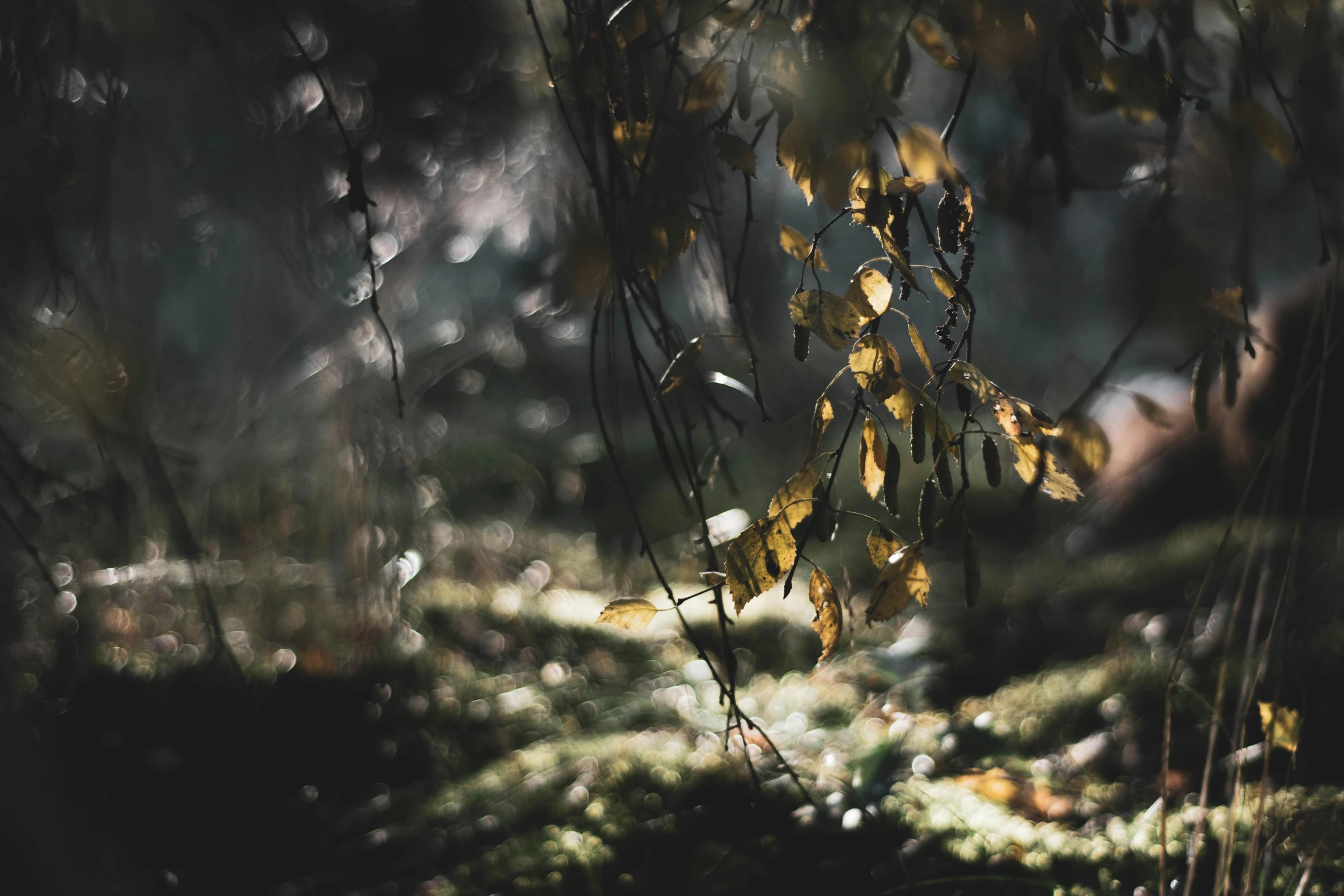 an empty forest is covered with trees and leaves