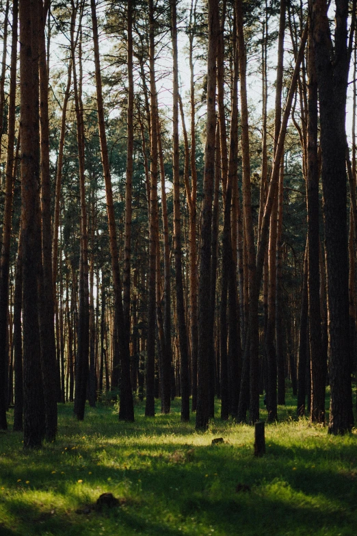 a group of tall trees on a green field