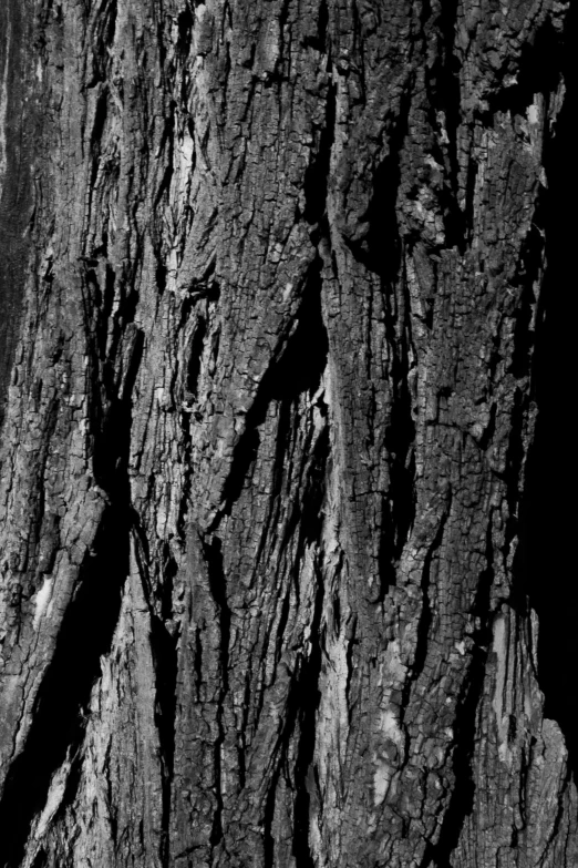 close up view of a wood plank with s