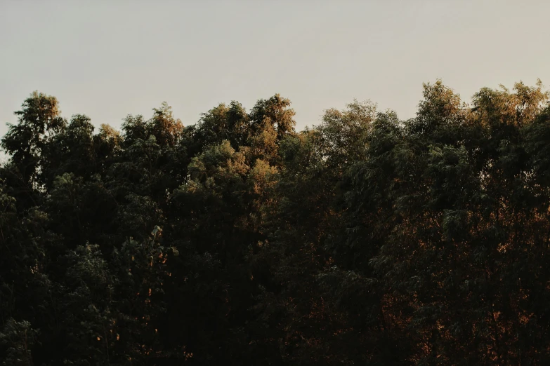 a clock that is in the middle of trees