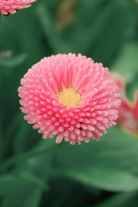 pink flowers with green leaves in the background