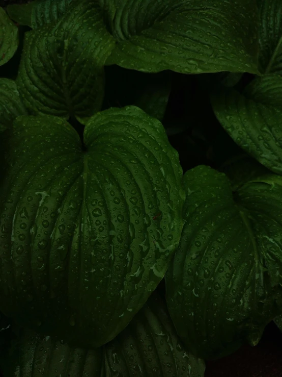 the leaves of a large green plant that looks like soing