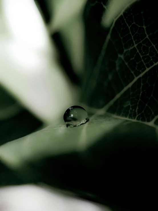 the water drops are in front of the leaf