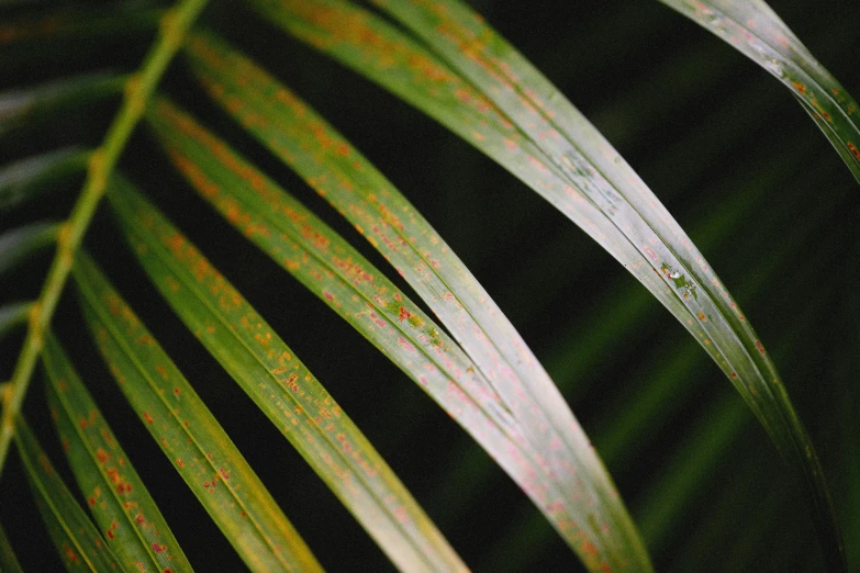 a leaf with red marks sitting on a dark background