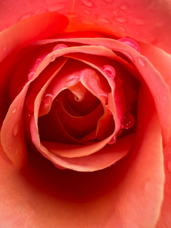 a pink rose with water droplets on it