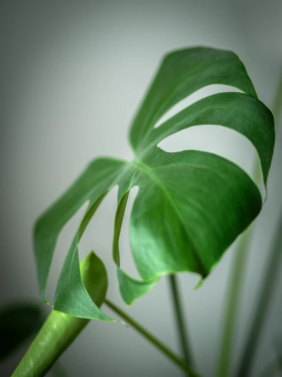 there is a small plant with green leaves