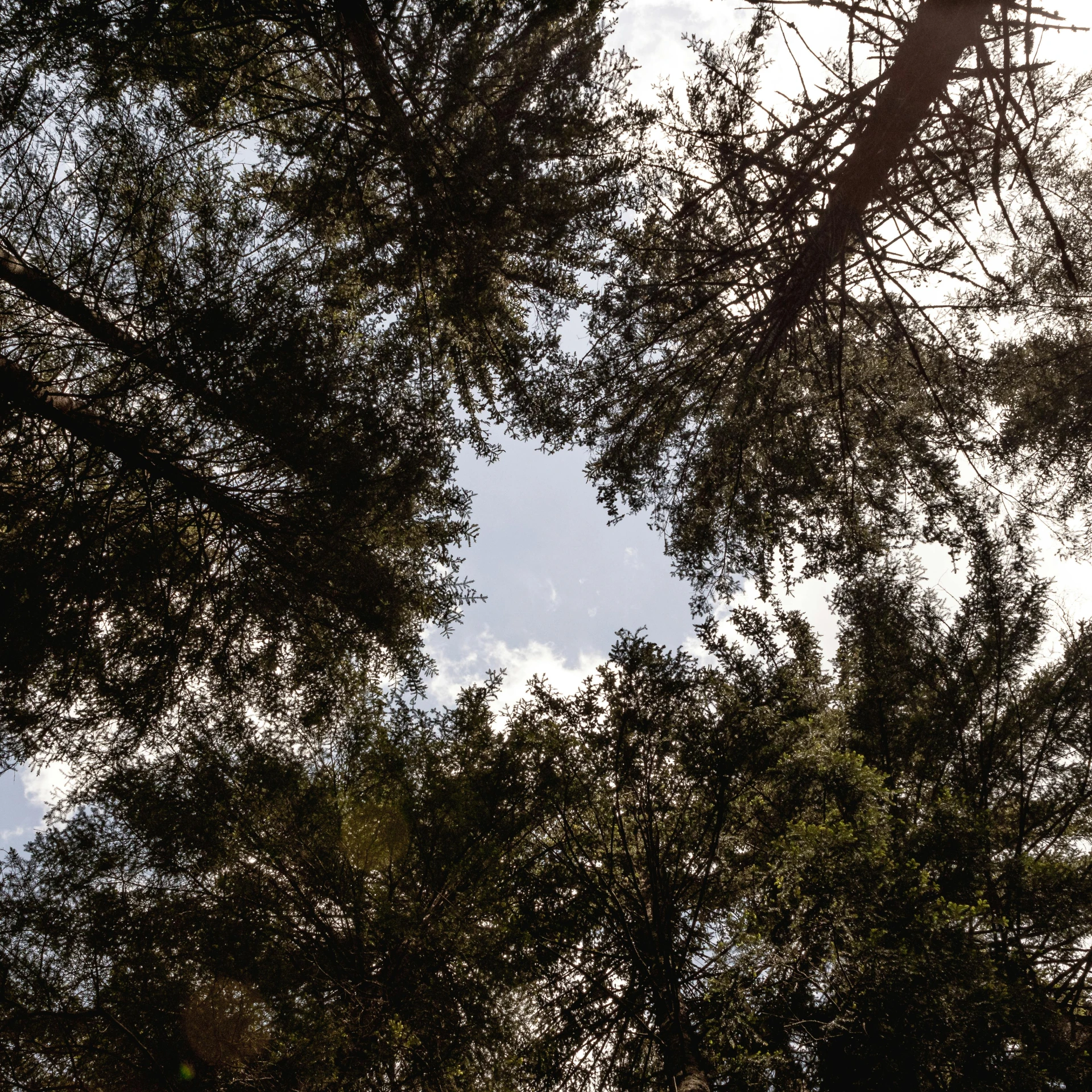 a view of trees in the sky from below