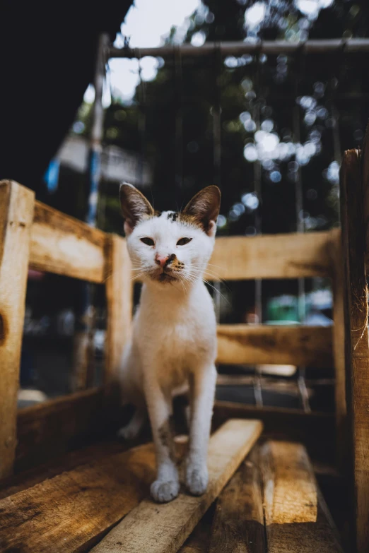 a white kitten standing on top of some wooden boards