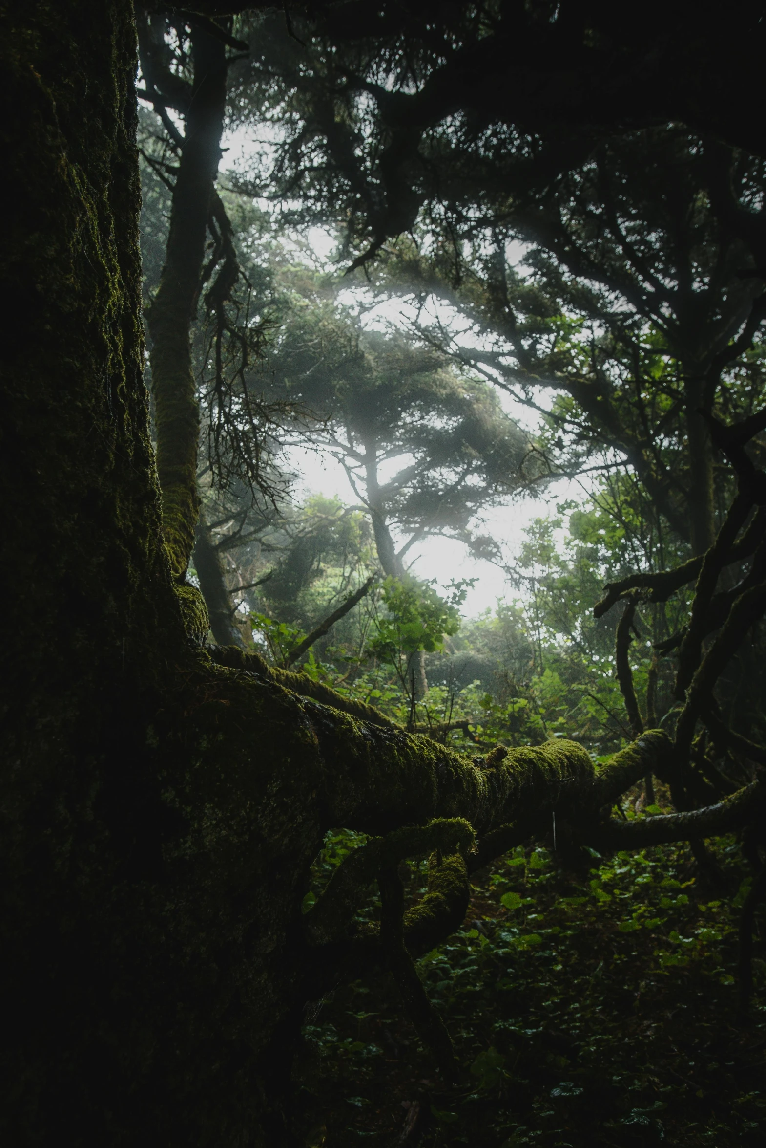 a wooded area of trees in the rain