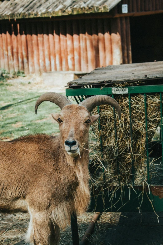 an animal in its pen eating hay from a hay dispenser