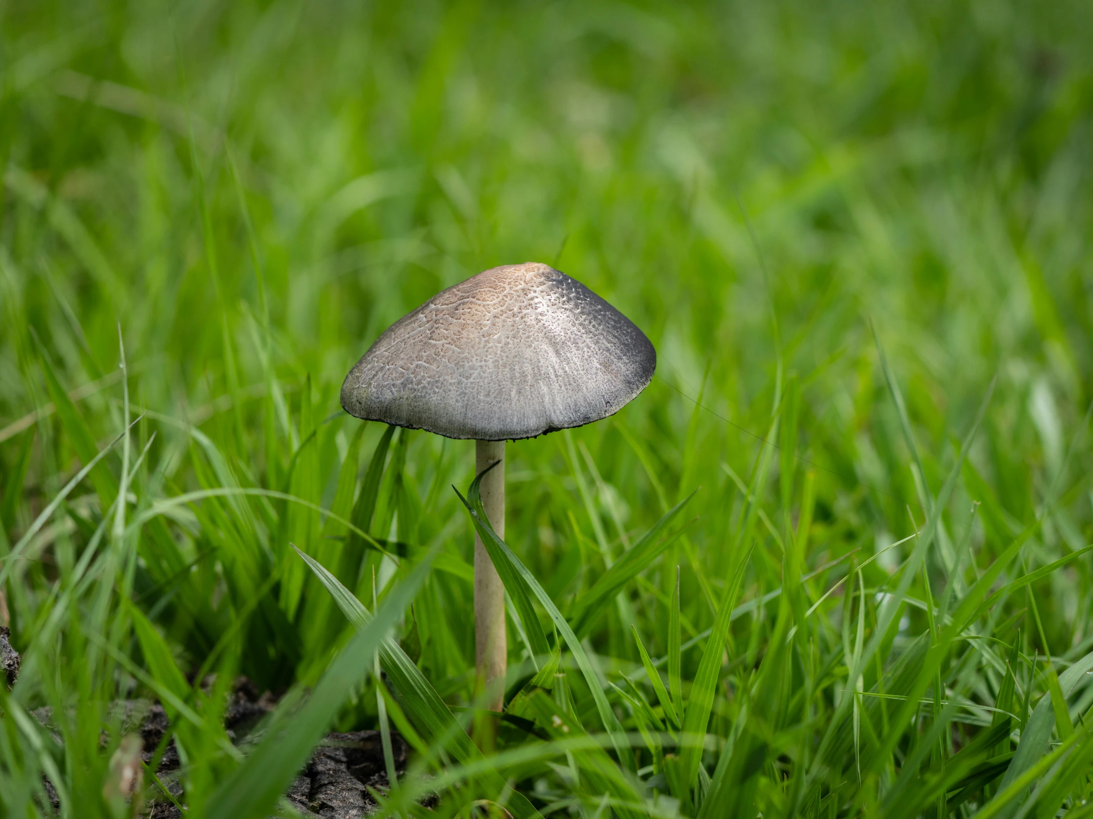 a mushroom sitting in the green grass