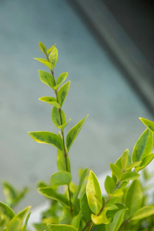 small green nches are shown with a blurred background