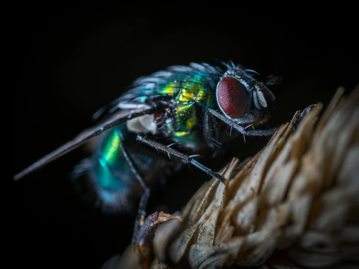 a close up picture of an insect on some kind of plant