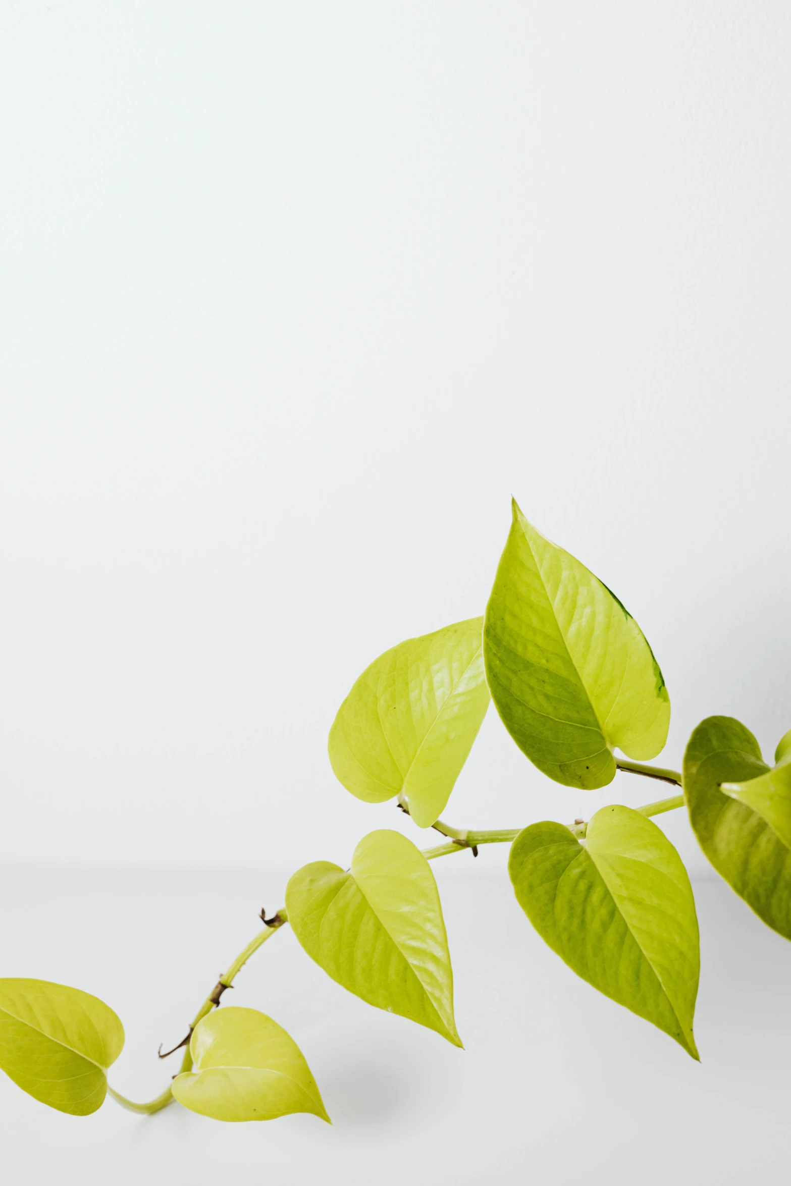 a large green leafy nch with tiny leaves hanging off the side