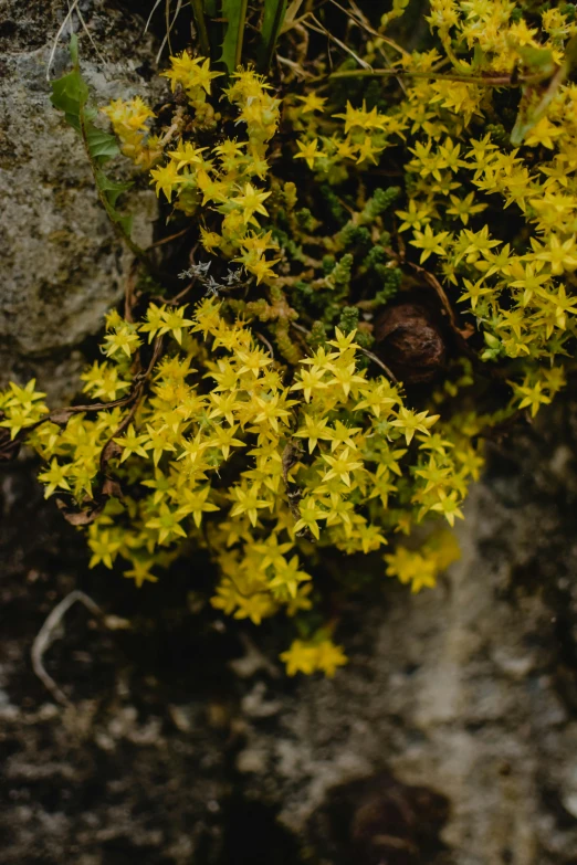 yellow flowers grow out of a rock face