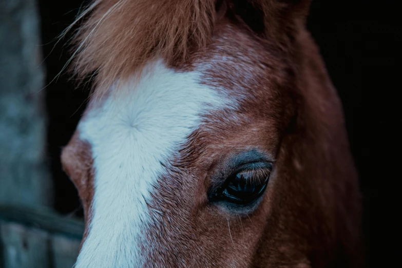 close up of a horse's eye and head in motion