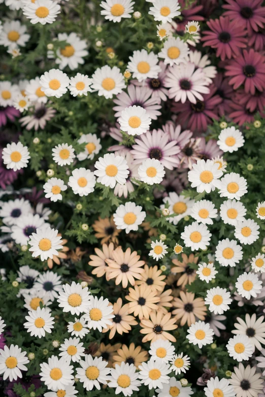 white daisies with yellow center surrounded by purple and tan flowers