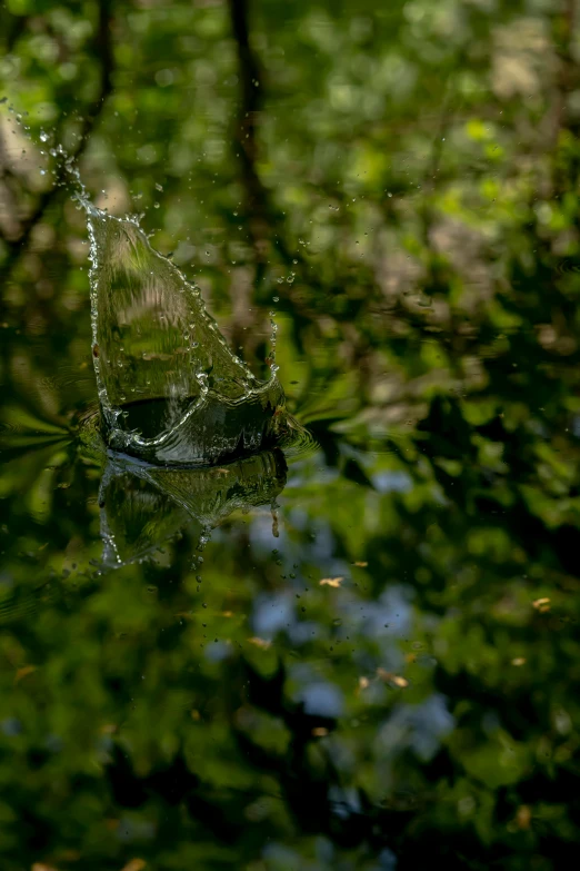 a leaf that is reflecting in the water