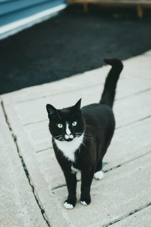 a cat on the cement outside looking up