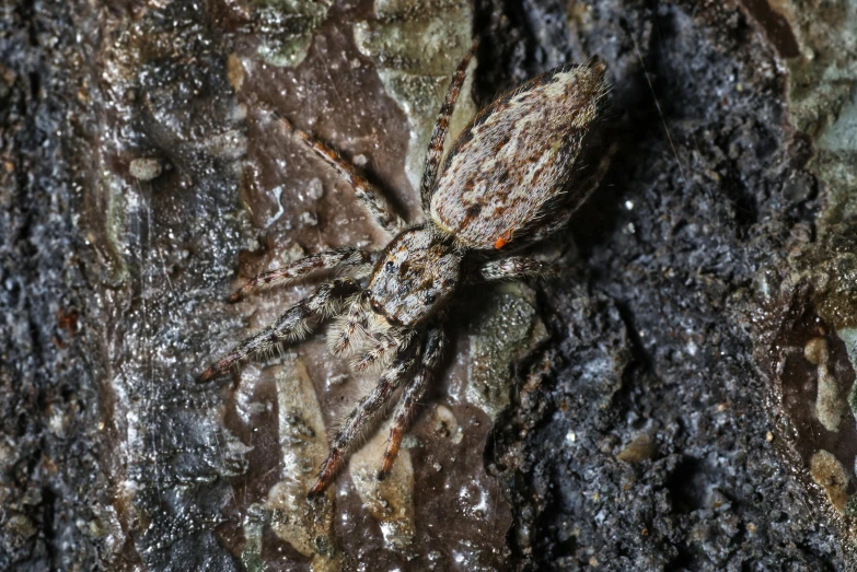 a spider on a tree limb covered in dirt