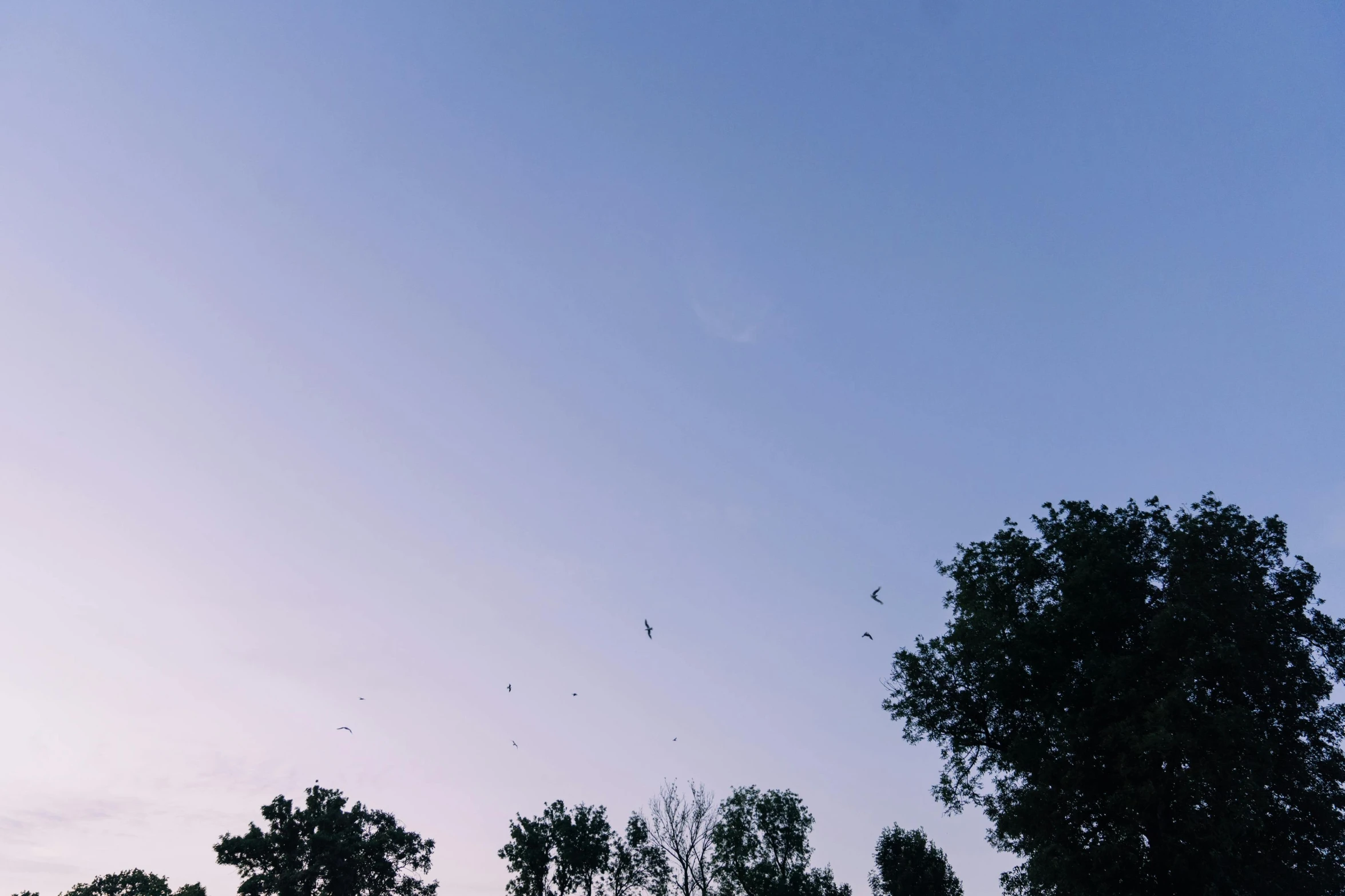 birds flying overhead in the sky over trees